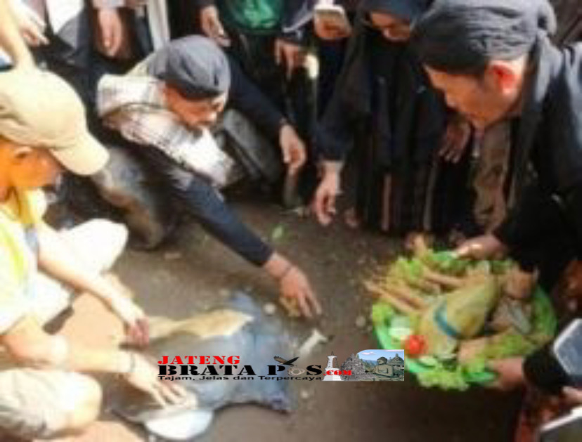 Tradisi Bulusan Hadipolo Kudus, Hingga Beri Makan Bulus Dengan Kupat